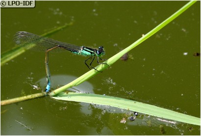 Agrion élégant
