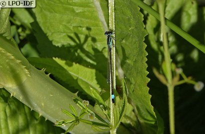 Agrion élégant