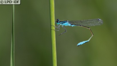 Agrion élégant