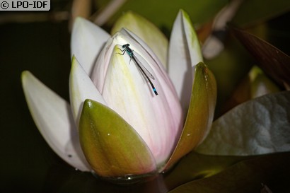 Agrion élégant