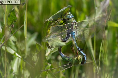 Anax empereur