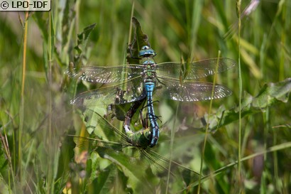 Anax empereur
