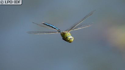 Anax empereur