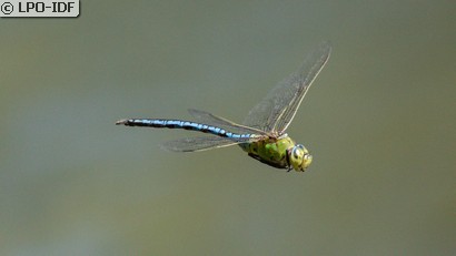 Anax empereur
