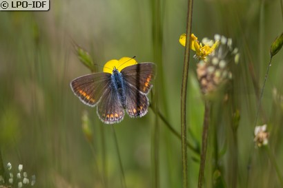 Azuré bleu céleste
