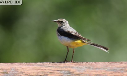 Bergeronnette des ruisseaux