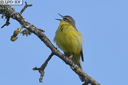 Bergeronnette printanière
