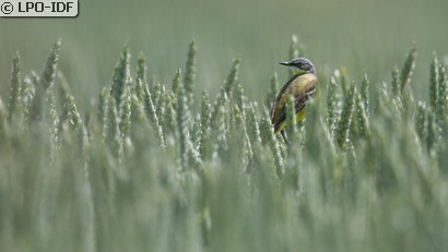 Bergeronnette printanière