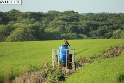 Buse variable
