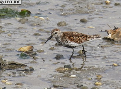 Bécasseau variable