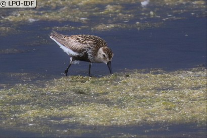 Bécasseau variable