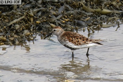 Bécasseau variable