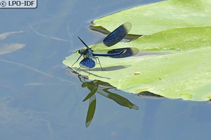 Caloptéryx éclatant