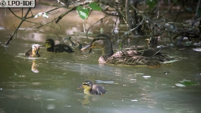 Canard colvert
