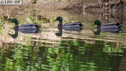 Canard colvert