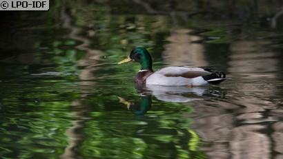 Canard colvert
