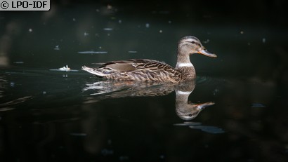 Canard colvert