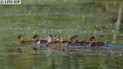 Canard colvert