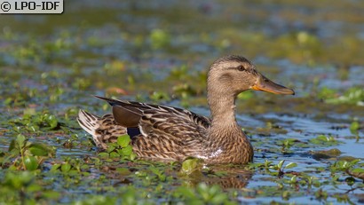 Canard colvert