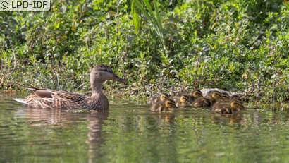 Canard colvert