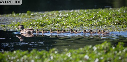 Canard colvert