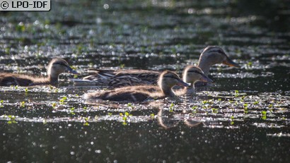 Canard colvert