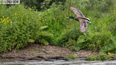 Canard colvert