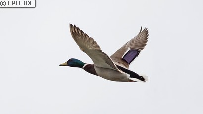 Canard colvert
