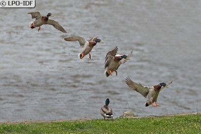 Canard colvert