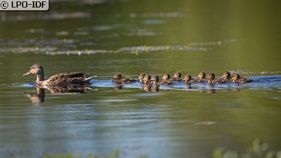 Canard colvert