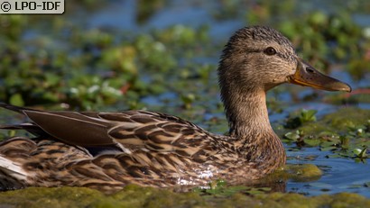 Canard colvert