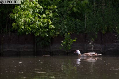 Canard de Barbarie