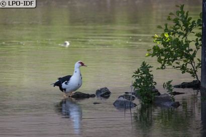 Canard de Barbarie