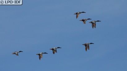 Canard souchet