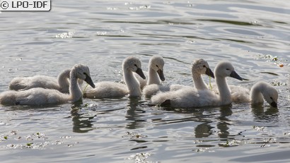 Cygne tuberculé