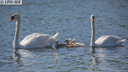 Cygne tuberculé
