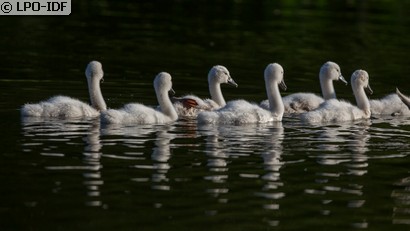 Cygne tuberculé