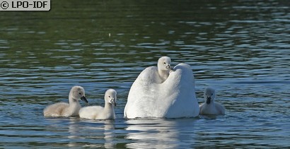 Cygne tuberculé