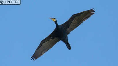 Grand Cormoran