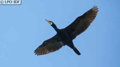 Grand Cormoran