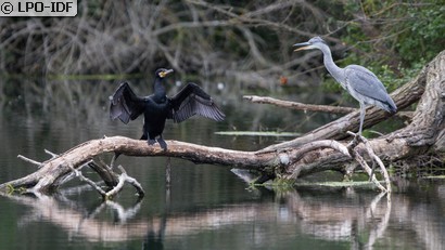 Grand Cormoran