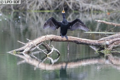 Grand Cormoran