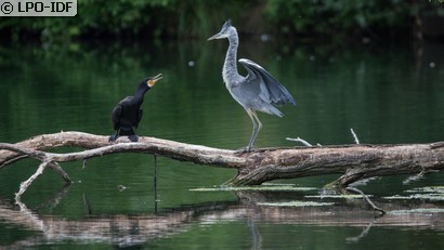 Grand Cormoran