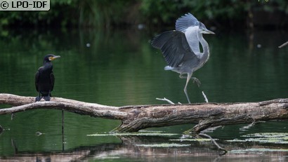 Grand Cormoran