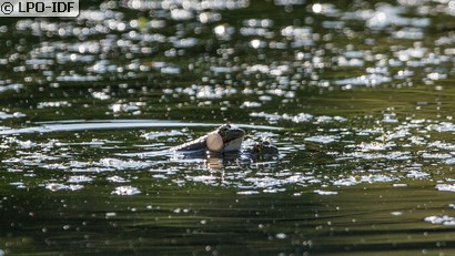 Grenouille commune