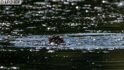 Grenouille commune
