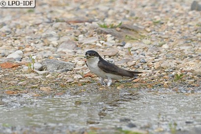 Hirondelle de fenêtre