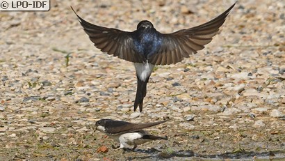 Hirondelle de fenêtre