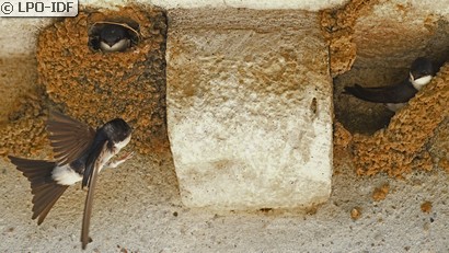 Hirondelle de fenêtre