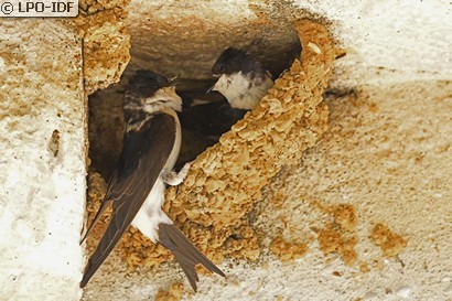 Hirondelle de fenêtre